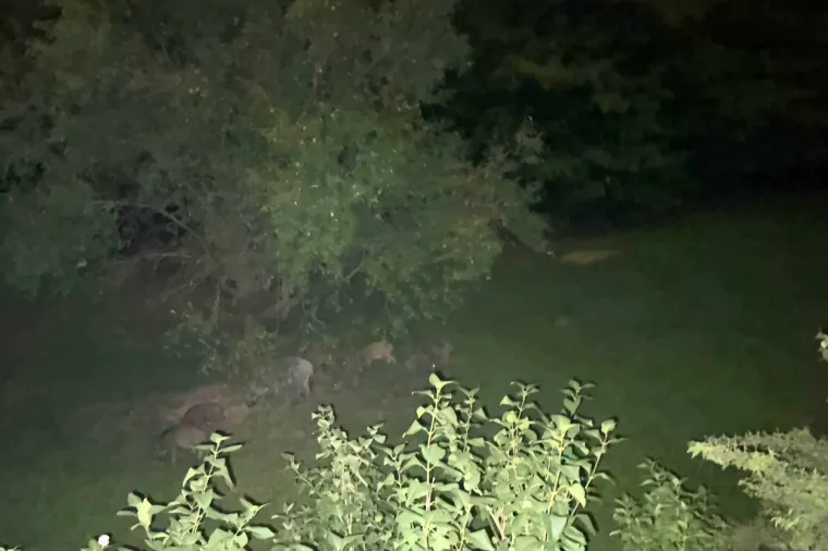 Prizori koje nismo htjeli vidjeti stigli i kod nas: 'Kad sam upalio svjetiljku odmah su pobjegle'