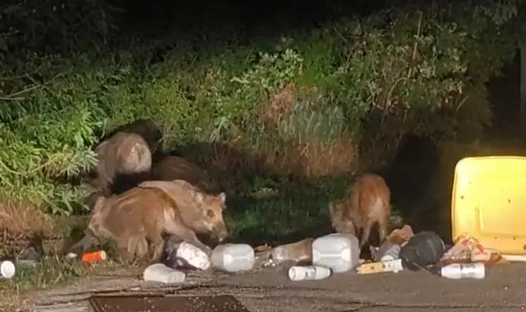 Naselje im postalo zvjerinjak, snimio noćni pohod mame i 15 praščića: 'A da vidite jelena!'