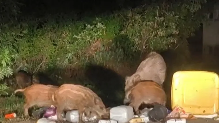 Naselje im postalo zvjerinjak, snimio noćni pohod mame i 15 praščića: 'A da vidite jelena!'