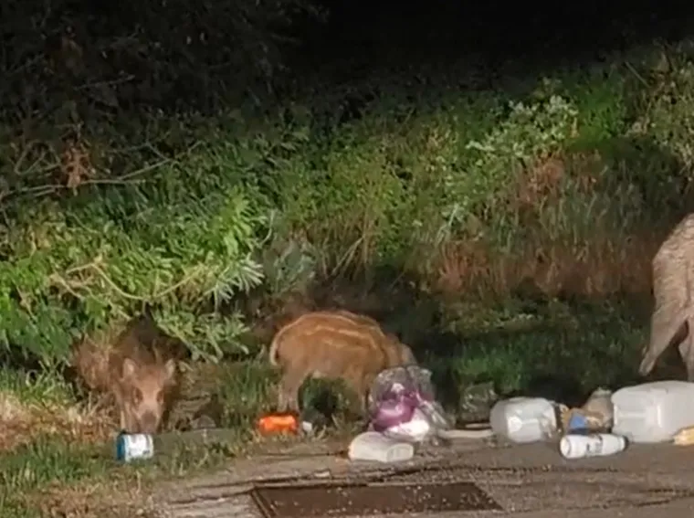 Naselje im postalo zvjerinjak, snimio noćni pohod mame i 15 praščića: 'A da vidite jelena!'