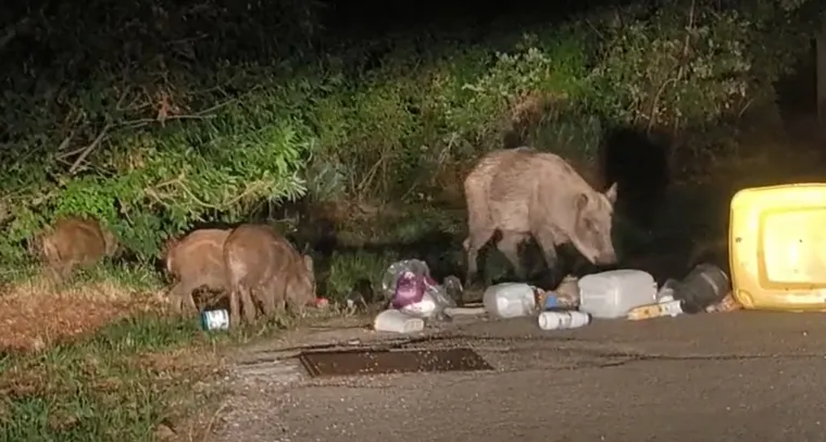 Naselje im postalo zvjerinjak, snimio noćni pohod mame i 15 praščića: 'A da vidite jelena!'