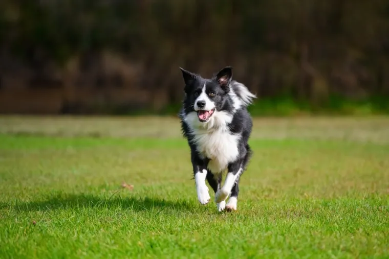 Veterinar ne preporučuje ovih pet pasmina: 'Zahtjevniji su od ostalih i nisu za svakoga'