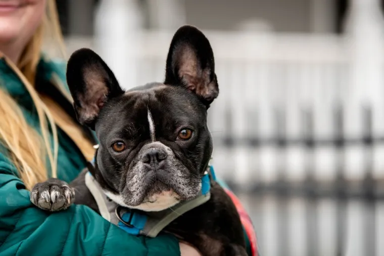 Veterinar ne preporučuje ovih pet pasmina: 'Zahtjevniji su od ostalih i nisu za svakoga'