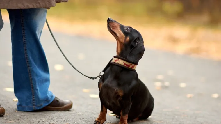 Veterinar ne preporučuje ovih pet pasmina: 'Zahtjevniji su od ostalih i nisu za svakoga'