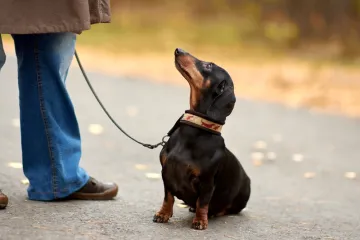 Veterinar ne preporučuje ovih pet pasmina: 'Zahtjevniji su od ostalih i nisu za svakoga'