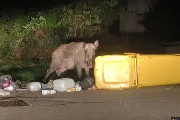 Kapitalac pred pragom, pored kanti majka s 15 praščića