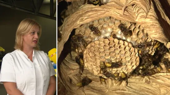 Ubod tri stršljena kao ugriz poskoka: Liječnica otkrila što prethodi fatalnim posljedicama