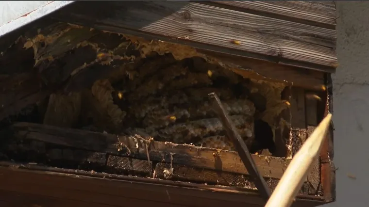 Invazija stršljena u hrvatskom gradu: Gnijezda kao nogometne lopte, množe se brže nego ikad