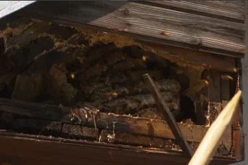 Invazija stršljena u hrvatskom gradu: Gnijezda kao nogometne lopte, množe se brže nego ikad