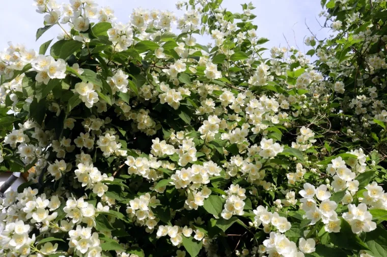 Savjet iskusne vrtlarice: Ovih osam biljaka obavezno treba obrezati prije rujna