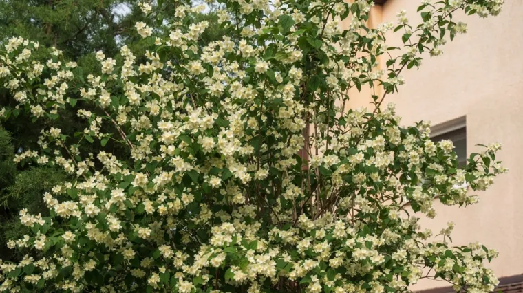 Savjet iskusne vrtlarice: Ovih osam biljaka obavezno treba obrezati prije rujna