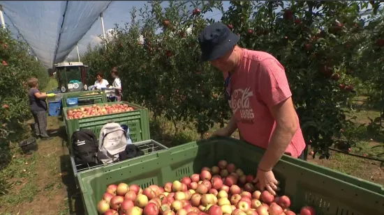Slavonski voćari u paklu berbe jabuka: Urod neće zadovoljiti ni domaće potrebe