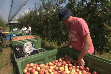 Slavonski voćari u paklu berbe jabuka: Urod neće zadovoljiti ni domaće potrebe