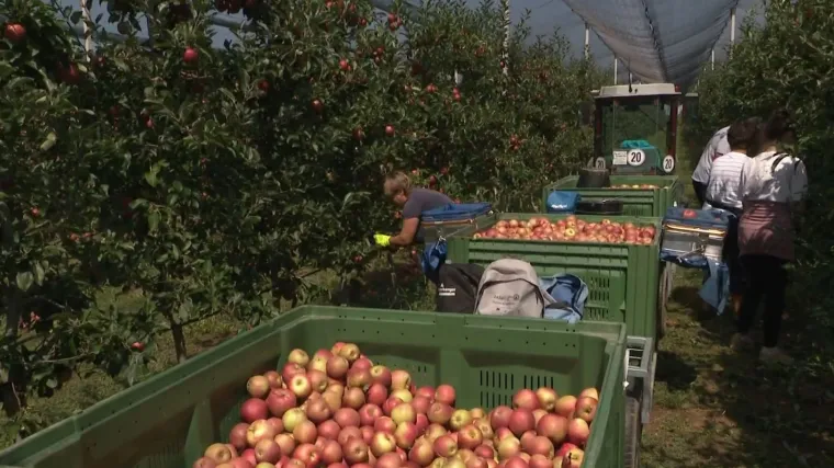 Sunce ubija jabuke: Poljoprivrednici očajni pred rekordnom sušom