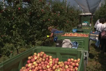 Sunce ubija jabuke: Poljoprivrednici očajni pred rekordnom sušom