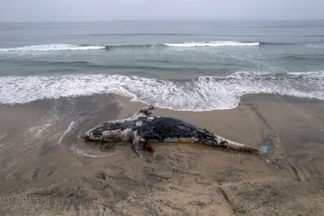 Valovi izbacili lešinu kita na plažu: Pogledajte akciju uklanjanja životinje od pet tona