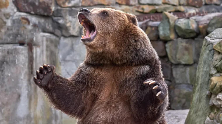 Medo gađao kamenom auto: Razbio staklo, suvozač ozlijeđen