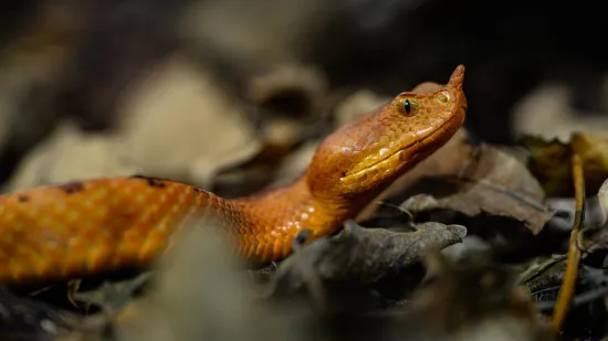 Dječaka (7) u Istri na plaži ugrizao poskok! Otkazivali mu organi, spašavali mu život