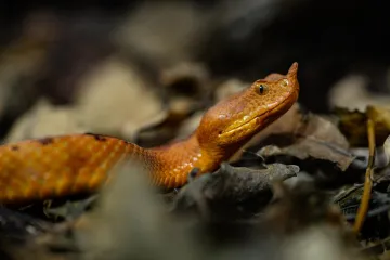 Dječaka (7) u Istri na plaži ugrizao poskok! Otkazivali mu organi, spašavali mu život