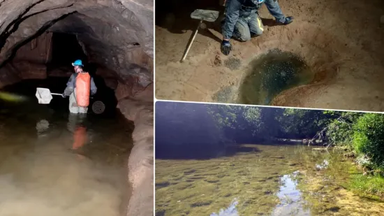 Teške fekalije zagađuju Koranu, katastrofa u špilji Adios: Potpuno je mrtva, endemske ribe uništene