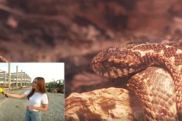 Doznajemo kada će Hrvatska opet početi proizvoditi zmijski protuotrov: 'To je realan rok'