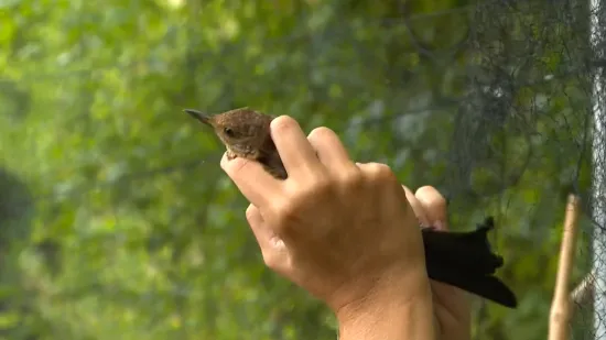 Na Učki se već dva desetljeća prati svaki lepet krila, a ovako se brinu o pticama