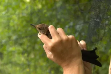 Na Učki se već dva desetljeća prati svaki lepet krila, a ovako se brinu o pticama