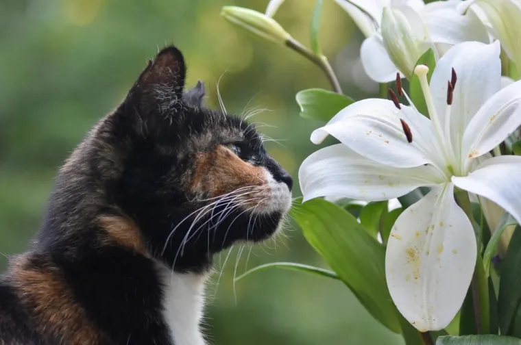 Naizgled bezopasne biljke u vrtu ili domu mogu biti ubojite za mačke: Pripazite na ovo!