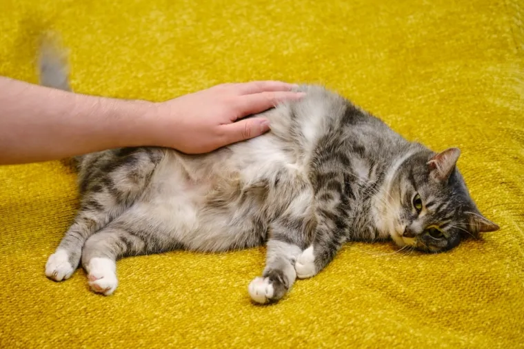 Naizgled bezopasne biljke u vrtu ili domu mogu biti ubojite za mačke: Pripazite na ovo!