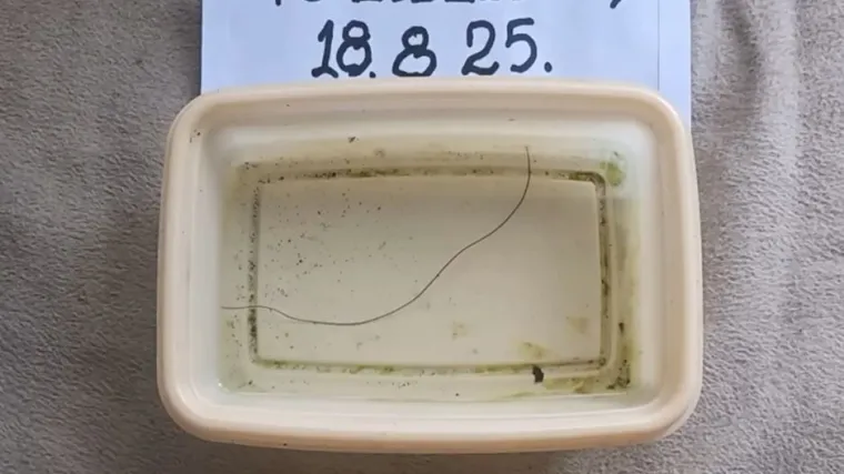 Iz slavine im izašao crv nalik konjskoj dlaci: 'Kakvu to vodu pijemo?!'