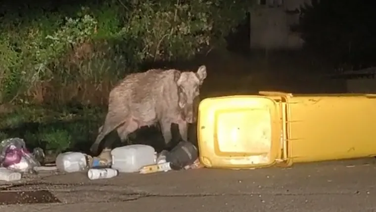Susrete ove vrste nitko ne želi, stigao odgovor: 'Jedna stvar u Čavlima meka je za divljač!'