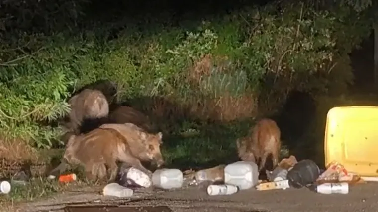 Susrete ove vrste nitko ne želi, stigao odgovor: 'Jedna stvar u Čavlima meka je za divljač!'