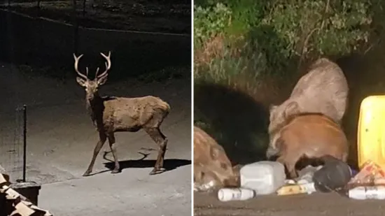 Susrete ove vrste nitko ne želi, stigao odgovor: 'Jedna stvar u Čavlima meka je za divljač!'