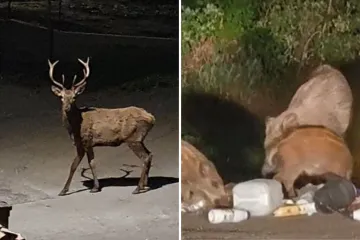Susrete ove vrste nitko ne želi, stigao odgovor: 'Jedna stvar u Čavlima meka je za divljač!'