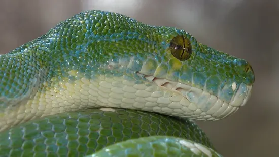 Piton iz Dubrave još uvijek nema vlasnika: 'Ljudi u Zagrebu često drže i otrovne i invazivne zmije'