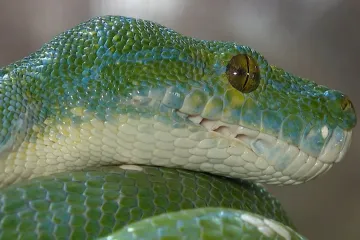 Piton iz Dubrave još uvijek nema vlasnika: 'Ljudi u Zagrebu često drže i otrovne i invazivne zmije'