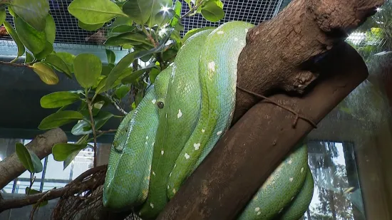 Sve više poziva zbog zmija u Zagrebu, stručnjakinja objasnila što učiniti u slučaju bliskog susreta