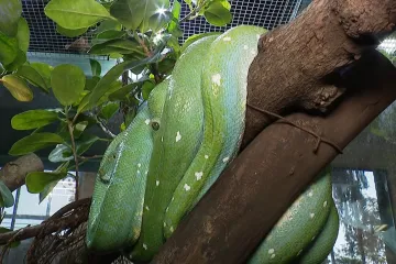 Sve više poziva zbog zmija u Zagrebu, stručnjakinja objasnila što učiniti u slučaju bliskog susreta