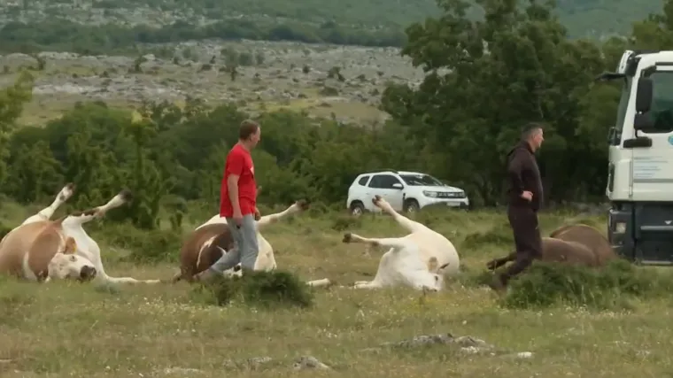 Veterinarski institut objavio stanje s bedrenicom: U jednoj općini brojke su strašne