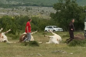 Veterinarski institut objavio stanje s bedrenicom: U jednoj općini brojke su strašne