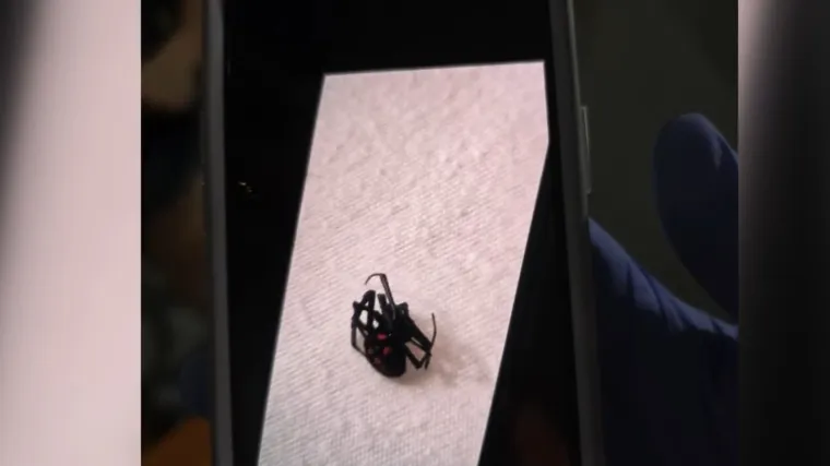 Kad pauk napadne: Ima li Hrvatska dovoljno protuotrova?