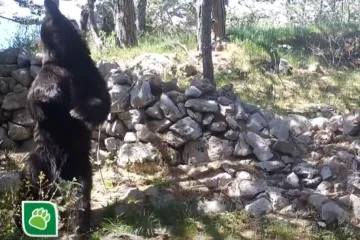 Medo pleše lambadu, ali u nedostatku partnerice, poslužilo je drvo, i to više njih