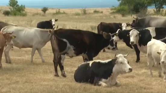 Dalmatinski stočari čekaju odštetu: 'Obećali kule i gradove, a od toga ništa'