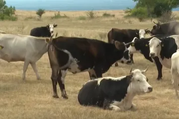 Dalmatinski stočari čekaju odštetu: 'Obećali kule i gradove, a od toga ništa'