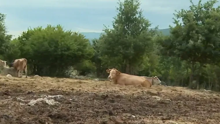 Bedrenica pod kontrolom, ali stočari poručuju: 'Ne možemo ni prodati ni kupiti stoku'