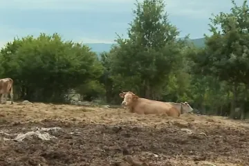 Bedrenica pod kontrolom, ali stočari poručuju: 'Ne možemo ni prodati ni kupiti stoku'