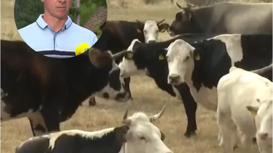 Veterinari smiruju: 'Procijepljeno je više od 50 posto stoke, nema mjesta panici'