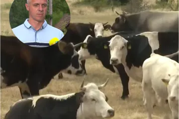 Veterinari smiruju: 'Procijepljeno je više od 50 posto stoke, nema mjesta panici'