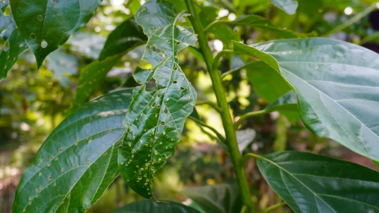 Ne ubija kukce, već ih samo tjera: 'Uz ovaj tajni recept riješit ćete se nametnika'