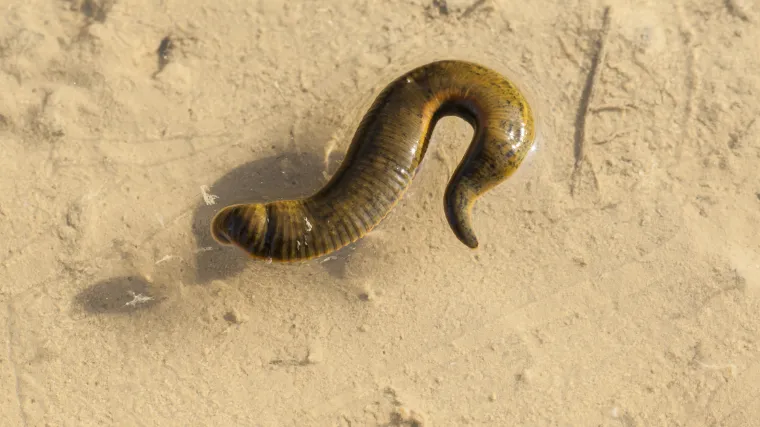 Zastrašujuće otkriće: Jezivi parazitski crv koji jede meso prvi puta pronađen u čovjeku!